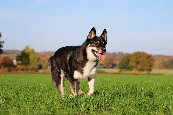 Śmieszne Mieszane Husky Pies Działa Polu — Zdjęcie stockowe