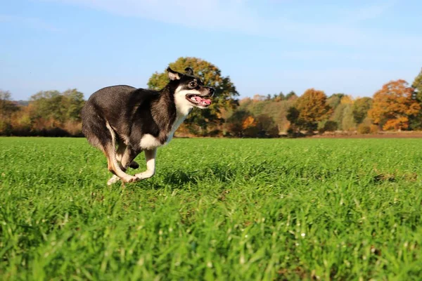 Divertido Perro Husky Mixto Está Corriendo Campo — Foto de Stock