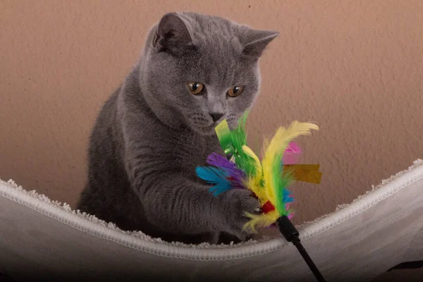 Szary Brytyjski Krótkowzroczny Kot Bawi Się Zabawkami Dużo Kolorowe Pióra — Zdjęcie stockowe
