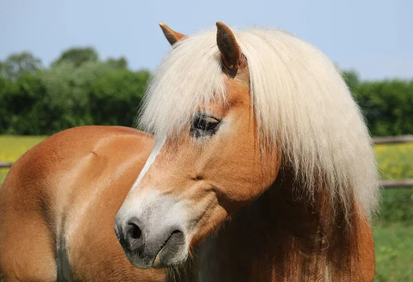 Schönes Haflinger Pferdekopf Porträt — Stockfoto