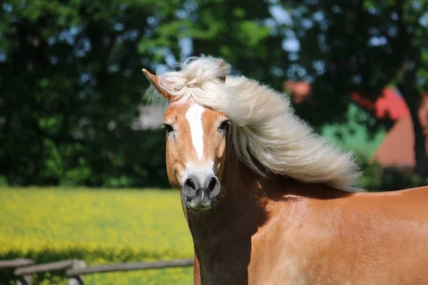Krásný Haflinger Kůň Hlava Portrét — Stock fotografie