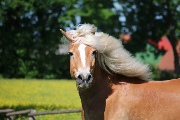 Hermoso Haflinger Caballo Cabeza Retrato —  Fotos de Stock