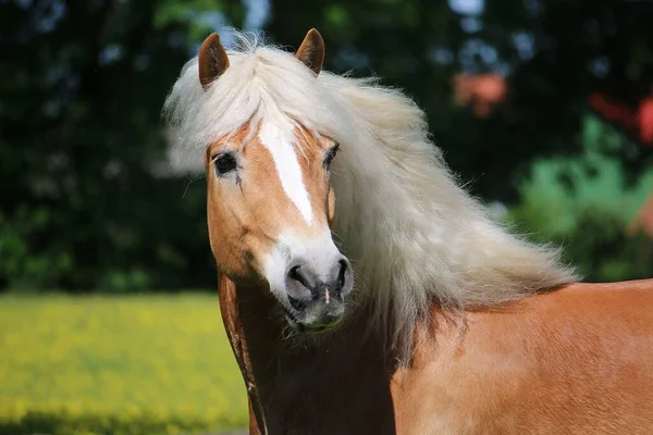 Hermoso Haflinger Caballo Cabeza Retrato —  Fotos de Stock