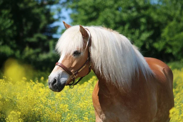 Hermoso Haflinger Caballo Cabeza Retrato —  Fotos de Stock