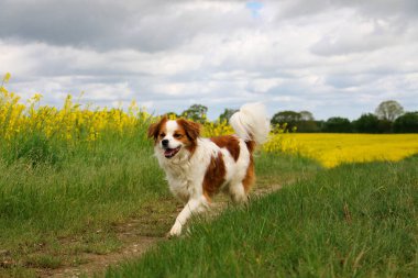 Şirin, küçük, kahverengi ve beyaz melez bir köpek kolza tohumu tarlasında çimlerin üzerinde mutlu bir şekilde koşar.