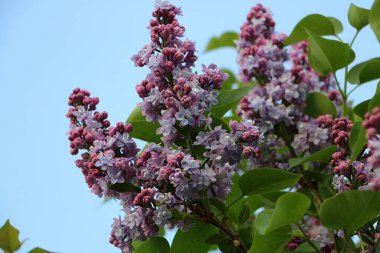 Güneşli bir bahar gününde, bahçedeki bir ağaçta, mavi gökyüzü olan taze açan mor leylağın yakın çekimi.