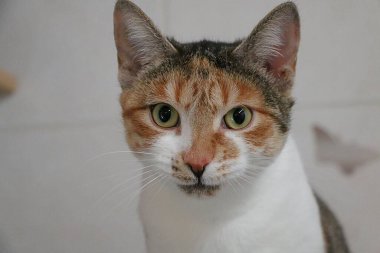 Üç renkli şirin kedinin baş portresi