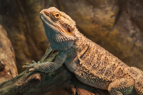 Dragón barbudo (lagarto agama ) —  Fotos de Stock