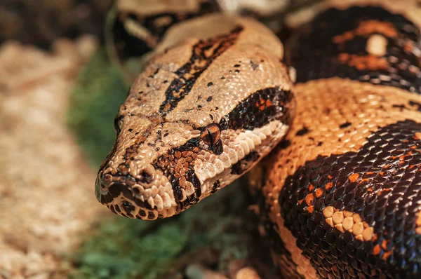 Afrikaanse rock python — Stockfoto
