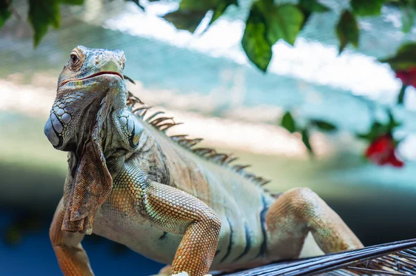 Lagarto iguana vivo —  Fotos de Stock