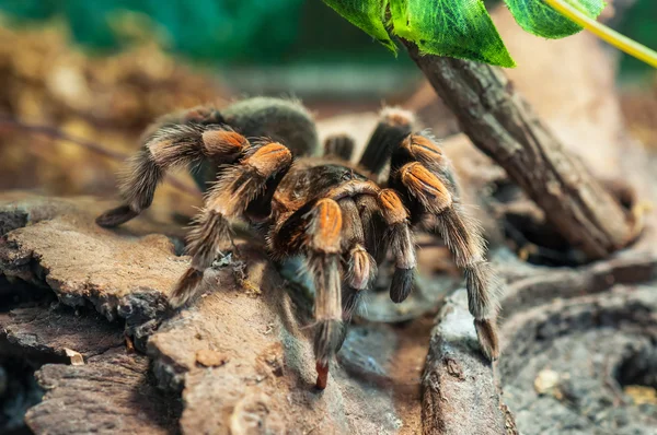 Mexicano Redknee Tarantula — Fotografia de Stock