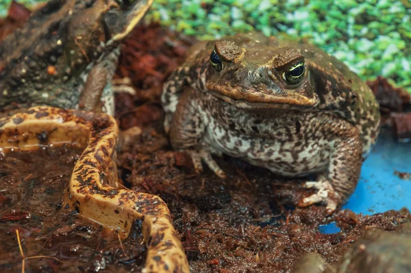 Poisonous aga toad — Stock Photo, Image