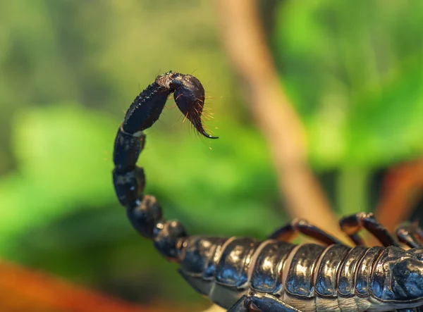 Real scorpion sting — Stock Photo, Image