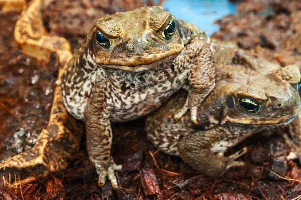 Deux crapauds venimeux (aga ) — Photo