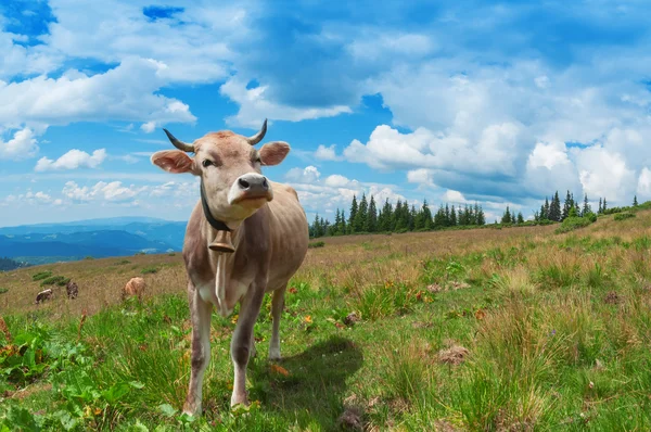 Happy cow on the pasture — Stock Photo, Image