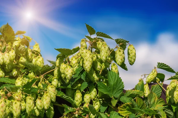 Hops against the sky — Stock Photo, Image