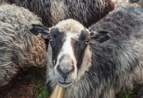 Вівці дивляться на камеру — стокове фото