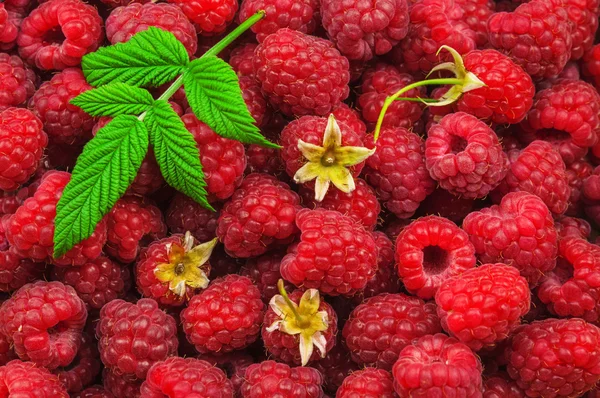 Sweet and fresh raspberry — Stock Photo, Image