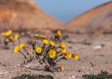 yemyeşil foalfoot bush