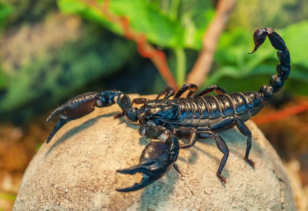 Live black scorpion — Stock Photo, Image