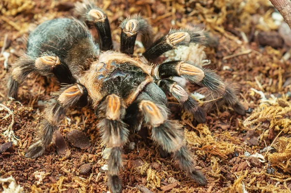 canlı örümcek (tarantula)