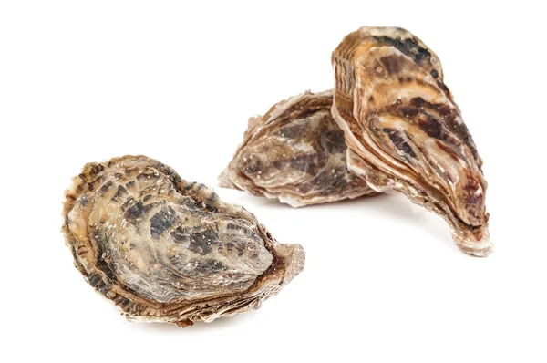 Rauwe heerlijke oesters — Stockfoto