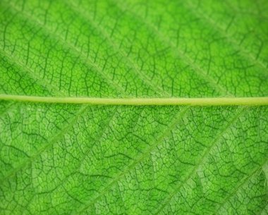 yaprak yeşil doku