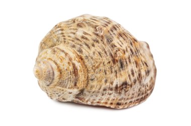 beyaz deniz kabuğu