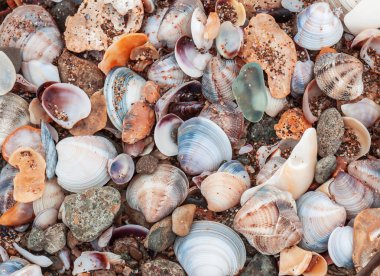 Deniz kabukları doku