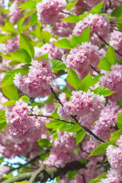 Kwiaty sakura — Zdjęcie stockowe