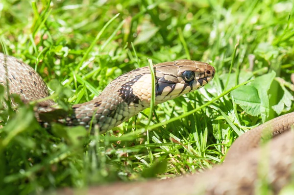 Serpente viva na grama — Fotografia de Stock