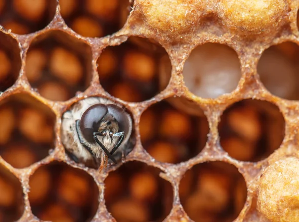 Abeja joven en el peine — Foto de Stock