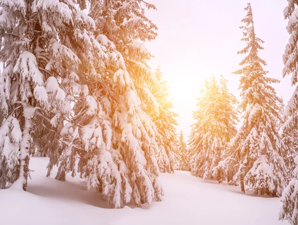 Abetos en el bosque de invierno — Foto de Stock