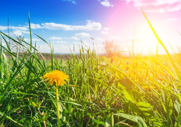Yellow dandelion and green grass — Stock Photo, Image