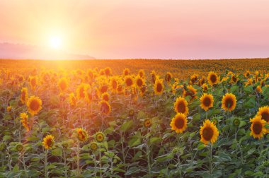 günbatımı üzerinde sunflowerfield