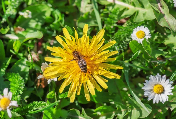 Çiçek arıya — Stok fotoğraf