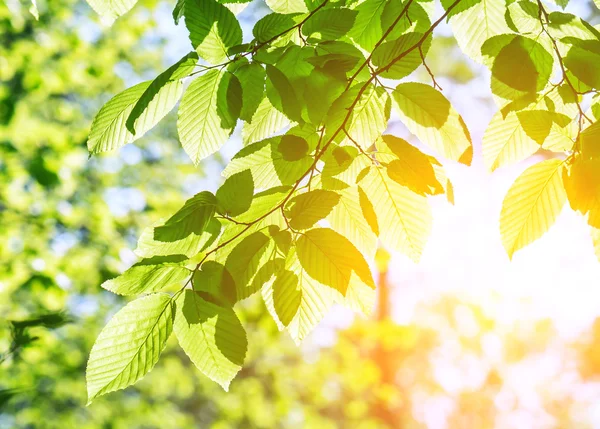 Lush beech leaves — Stock Photo, Image