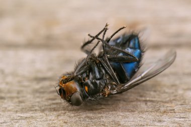 dead black fly clipart