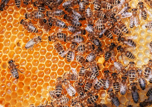 Abejas en el panal — Foto de Stock