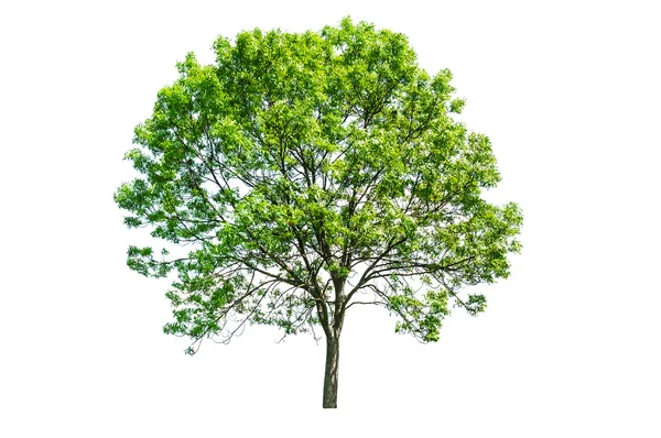 Albero verde isolato — Foto Stock