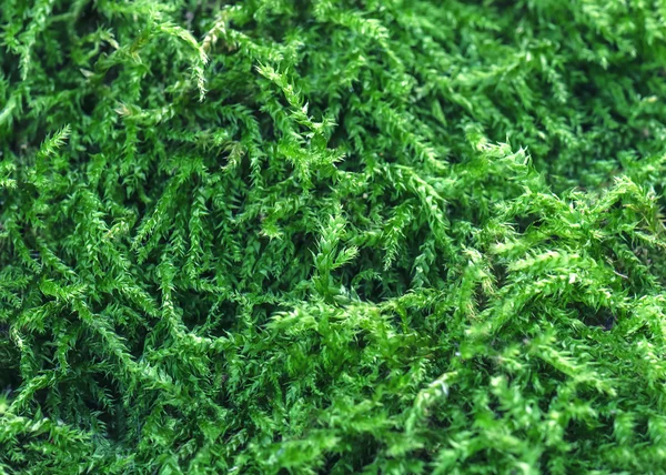 Grön mossstruktur — Stockfoto