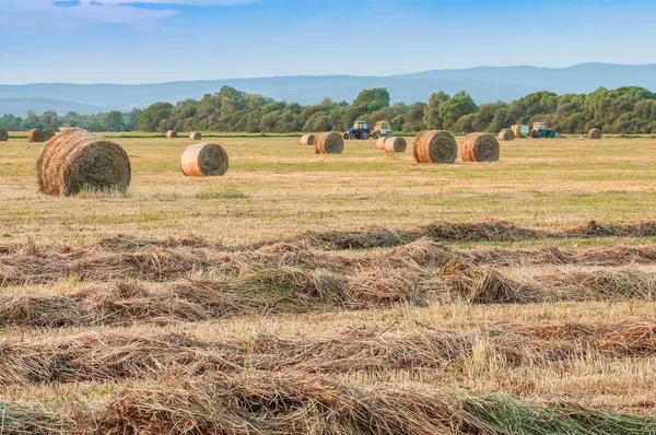 Récolte de foin dans le champ — Photo