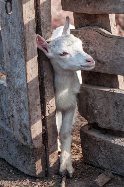 작은 흰 염소 (goatling) — 스톡 사진