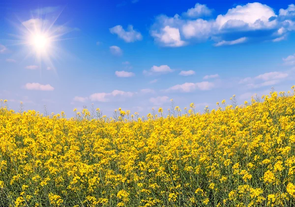 Lush rape field — Stock Photo, Image