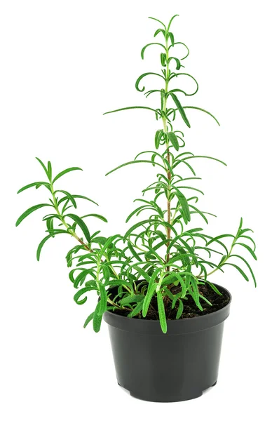 Rosemary in a pot — Stock Photo, Image