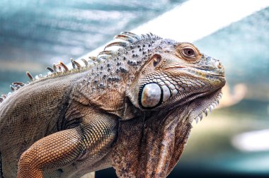 canlı egzotik Iguana