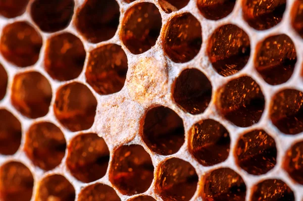 Pentes de abelha textura — Fotografia de Stock