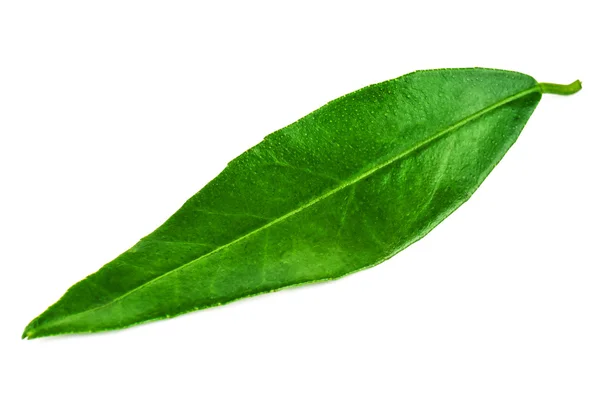 Green mandarin (tangerine) leaf — Stock Photo, Image