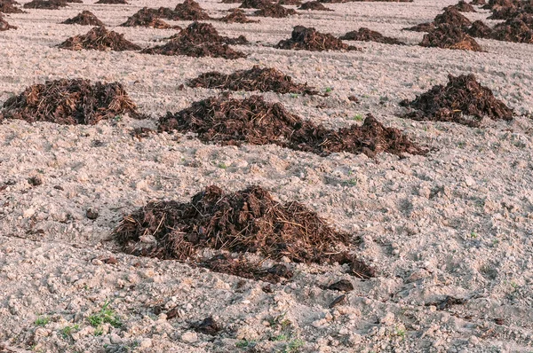 Montones de estiércol en el campo — Foto de Stock