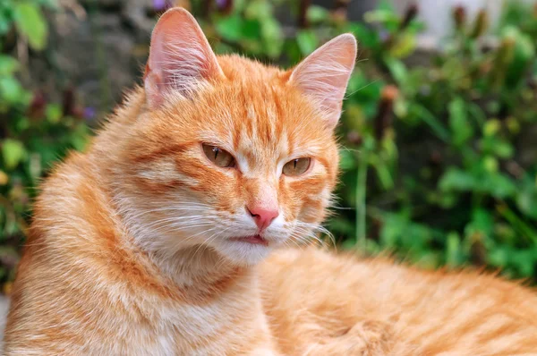 Hermoso gato rojo —  Fotos de Stock